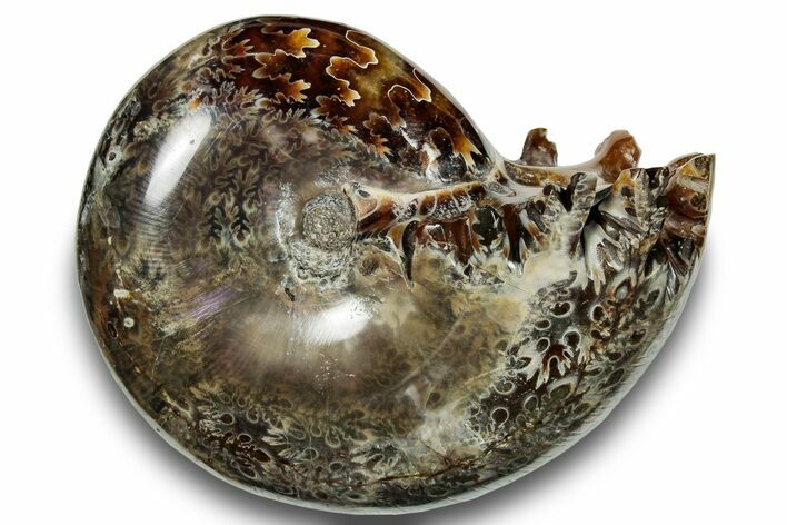 Polished Sutured Ammonite (Phylloceras?) Fossil - Madagascar #251533